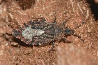 Aradus betulae