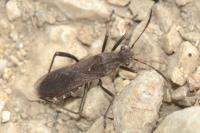 Alydus calcaratus