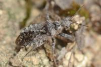 Coranus griseus
