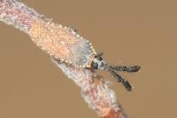 Copium clavicorne