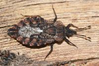 Aradus betulae