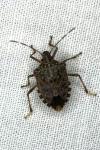 Halyomorpha halys