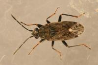 Peritrechus nubilus