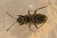 Peritrechus nubilus