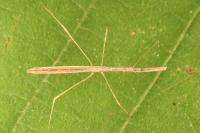 Metapterus linearis