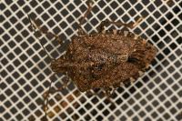 Halyomorpha halys