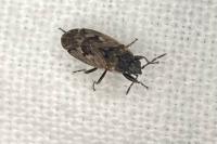 Sphragisticus nebulosus