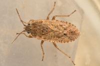Emblethis denticollis