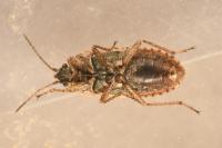 Emblethis denticollis