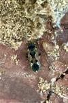Rhyparochromus vulgaris