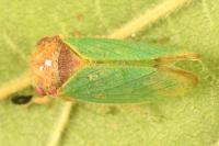 Iassus lanio