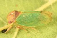 Iassus lanio