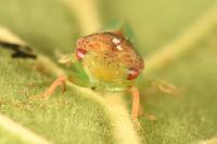 Iassus lanio