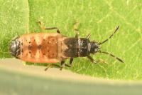 Ischnodemus sabuleti