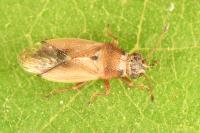Cymus melanocephalus