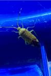 Pantilius tunicatus