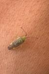 Pantilius tunicatus