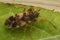 Scolopostethus affinis