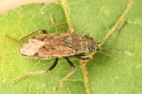 Peritrechus gracilicornis