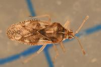 Monosteira unicostata