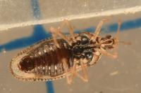 Monosteira unicostata