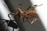 Leptoglossus occidentalis