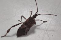 Leptoglossus occidentalis