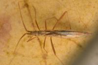 Chorosoma schillingii