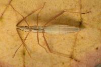 Chorosoma schillingii