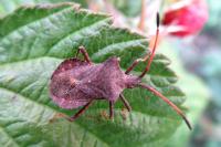 Coreus marginatus