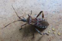 Leptoglossus occidentalis