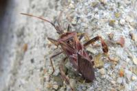 Leptoglossus occidentalis