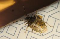 Rhaphigaster nebulosa