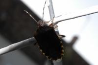 Rhaphigaster nebulosa