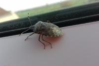 Rhaphigaster nebulosa