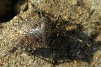 Rhaphigaster nebulosa