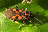 Spilostethus saxatilis