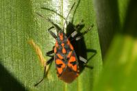 Spilostethus saxatilis