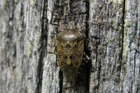 Rhaphigaster nebulosa