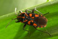 Spilostethus saxatilis