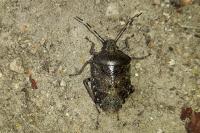 Rhaphigaster nebulosa