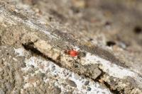 Pyrrhocoris apterus