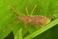 Gonocerus acuteangulatus