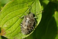 Rhaphigaster nebulosa