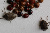 Rhaphigaster nebulosa