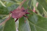 Coreus marginatus