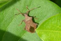 Coreus marginatus