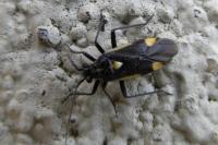 Capsodes flavomarginatus