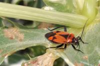 Brachycoleus triangularis