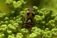 Orthops